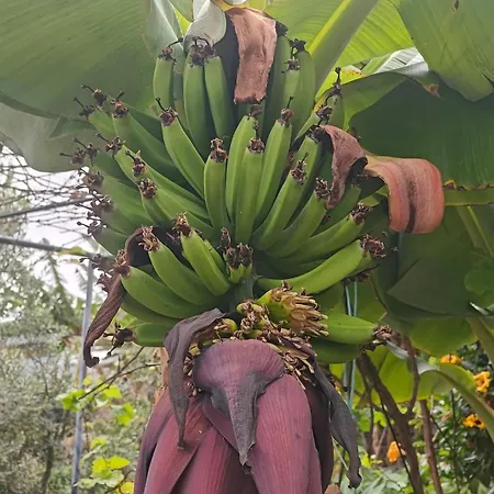בית נופש El Alpendre- Entre Plataneras, A 10 Minutos Playa